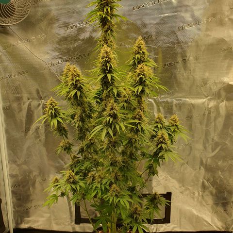 Amnesia Haze growlog timeline photo