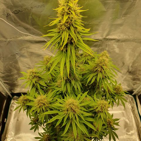 Amnesia Haze growlog timeline photo
