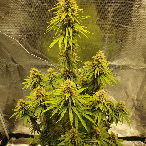 Amnesia Haze growlog timeline photo