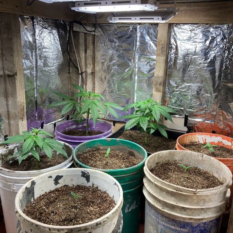 White Widow growlog timeline photo