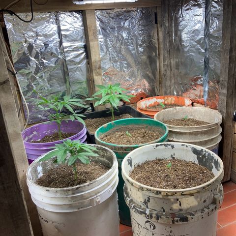 White Widow growlog timeline photo