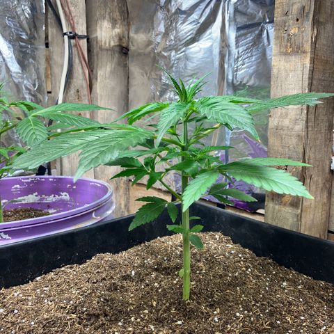 White Widow growlog timeline photo