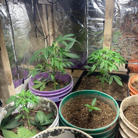 White Widow growlog timeline photo