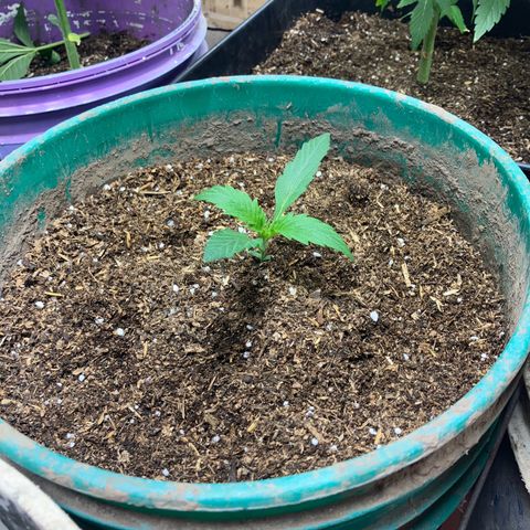 White Widow growlog timeline photo