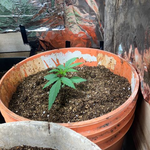 White Widow growlog timeline photo