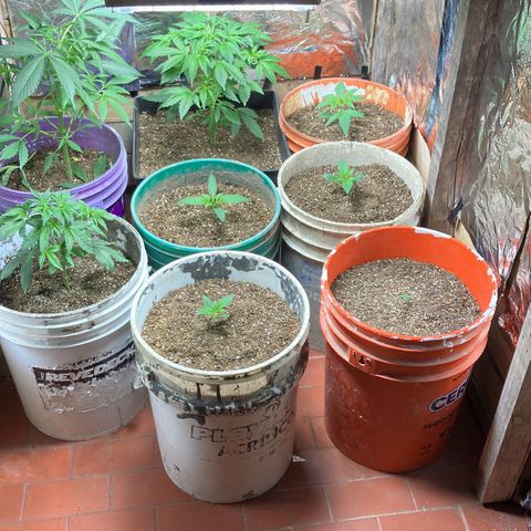 White Widow growlog timeline photo