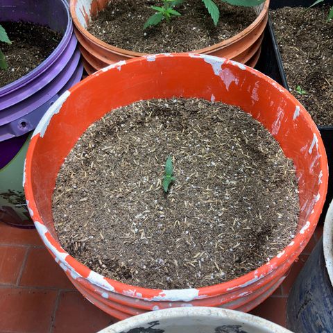 White Widow growlog timeline photo
