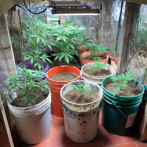 White Widow growlog timeline photo