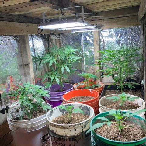 White Widow growlog timeline photo