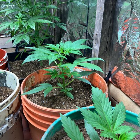 White Widow growlog timeline photo