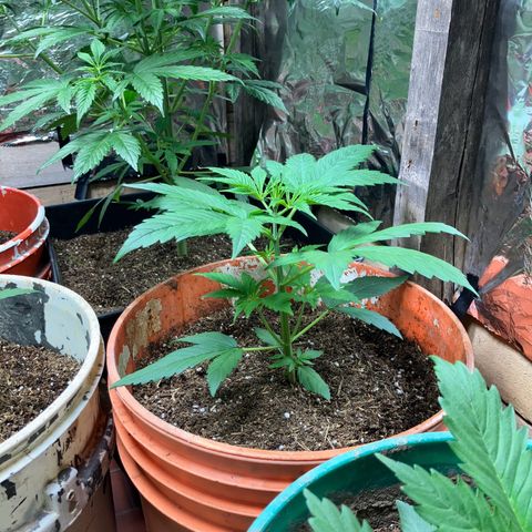 White Widow growlog timeline photo