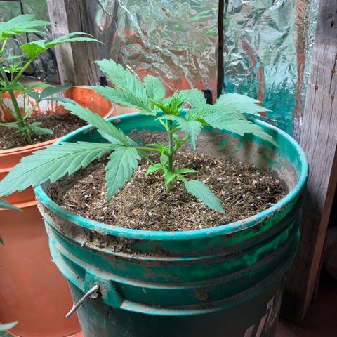 White Widow growlog timeline photo