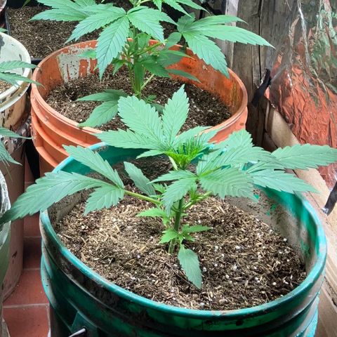 White Widow growlog timeline photo