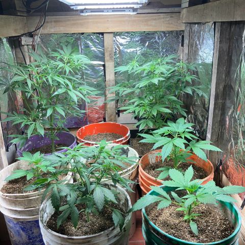 White Widow growlog timeline photo