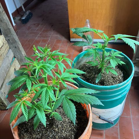 White Widow growlog timeline photo