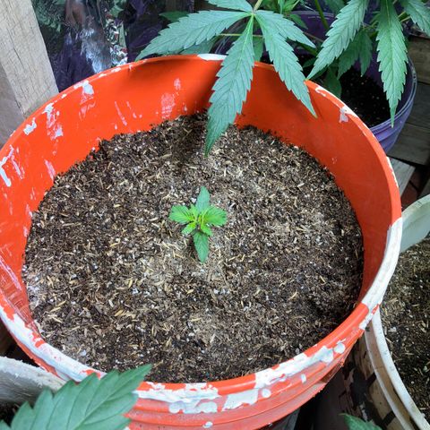 White Widow growlog timeline photo