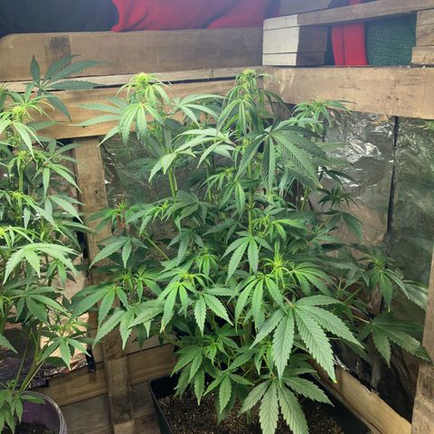 White Widow growlog timeline photo