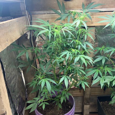 White Widow growlog timeline photo