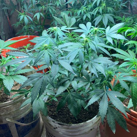 White Widow growlog timeline photo