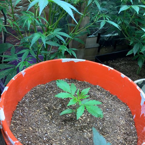 White Widow growlog timeline photo