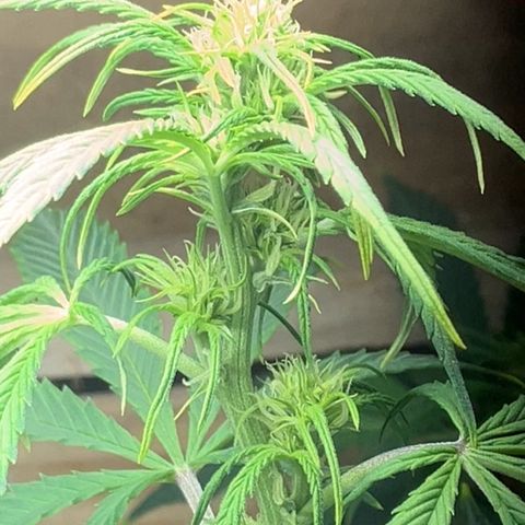 White Widow growlog timeline photo