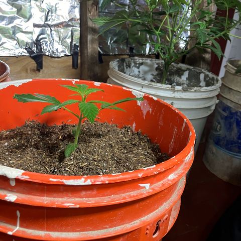 White Widow growlog timeline photo