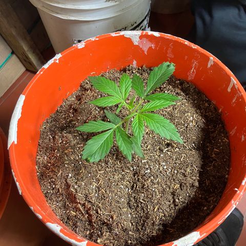 White Widow growlog timeline photo
