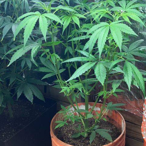 White Widow growlog timeline photo