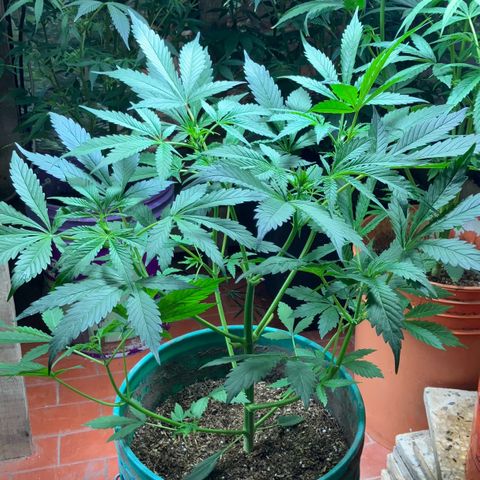 White Widow growlog timeline photo