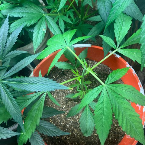 White Widow growlog timeline photo