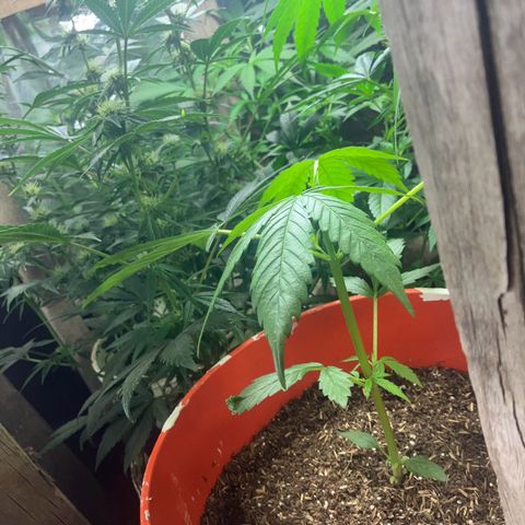 White Widow growlog timeline photo