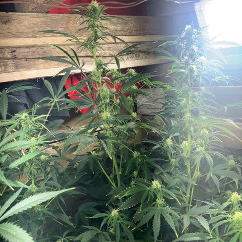 White Widow growlog timeline photo
