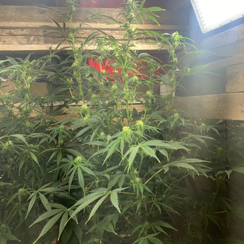 White Widow growlog timeline photo