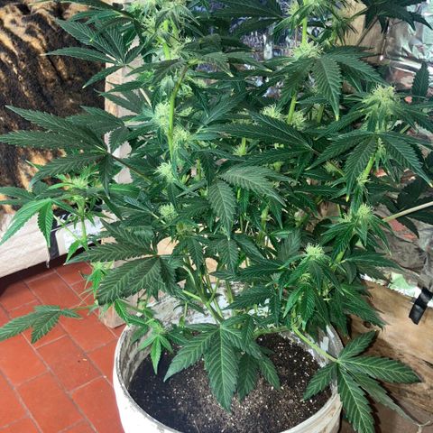 White Widow growlog timeline photo