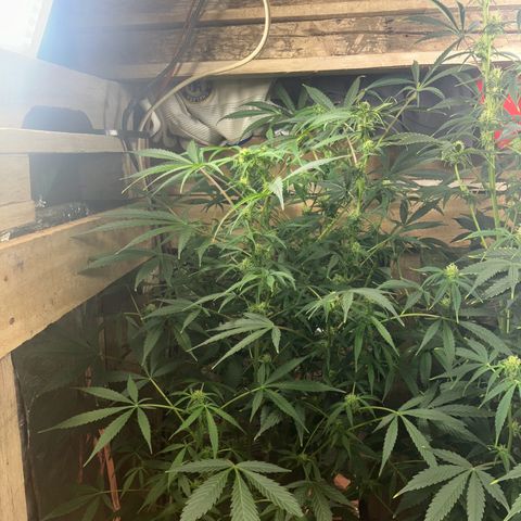 White Widow growlog timeline photo