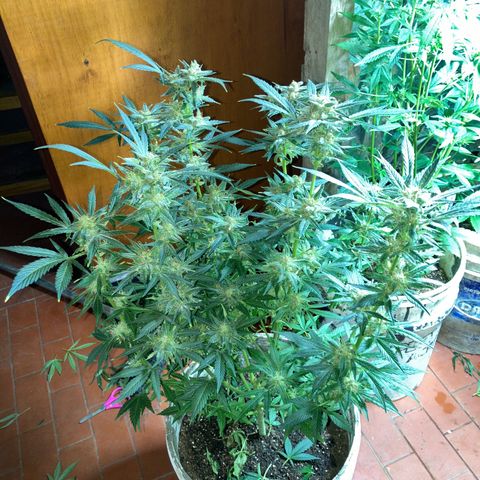 White Widow growlog timeline photo