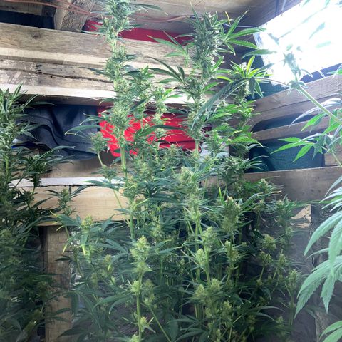 White Widow growlog timeline photo