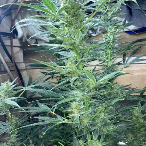 White Widow growlog timeline photo