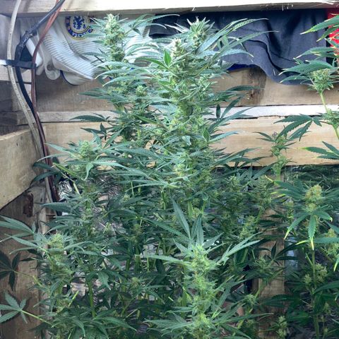 White Widow growlog timeline photo
