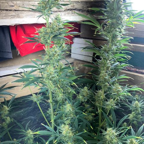 White Widow growlog timeline photo