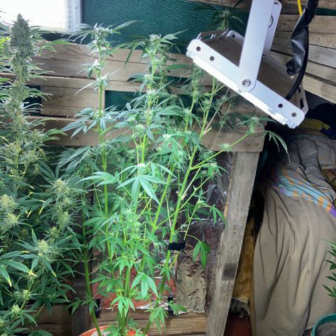 White Widow growlog timeline photo