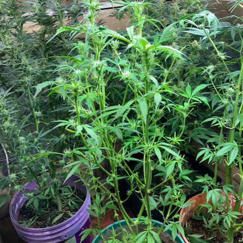 White Widow growlog timeline photo