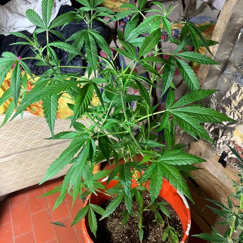 White Widow growlog timeline photo