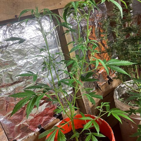 White Widow growlog photo: Poda