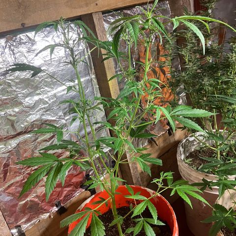 White Widow growlog photo: Poda