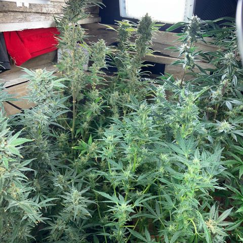 White Widow growlog timeline photo