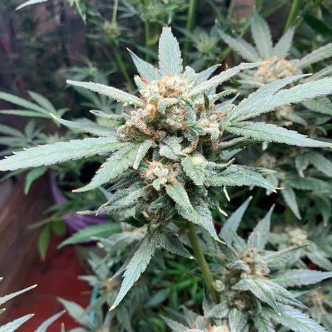 White Widow growlog timeline photo