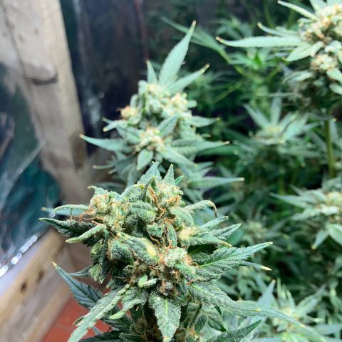 White Widow growlog timeline photo