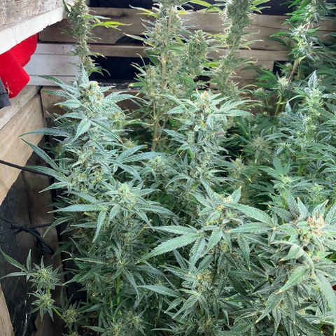 White Widow growlog timeline photo