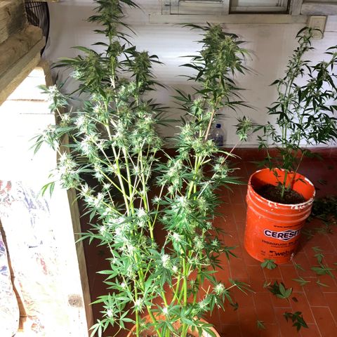 White Widow growlog timeline photo